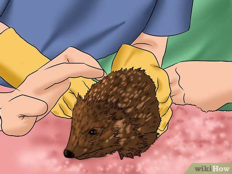 5 Ways to Care for a Baby Hedgehog - wikiHow Pet