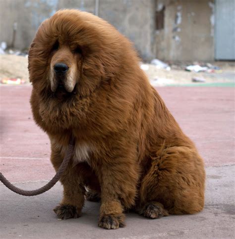 dog  tibetan mastiff  robin darlene blog