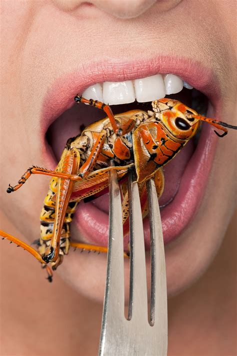 Save the Planet, Eat a Bug | The New Yorker