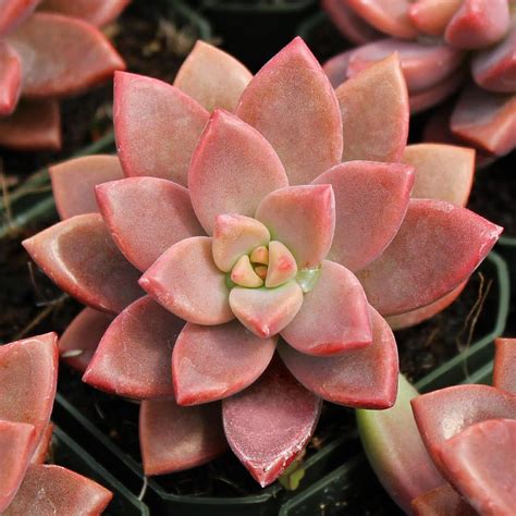 Pet Safe Succulents for Sale Online | Mountain Crest Gardens