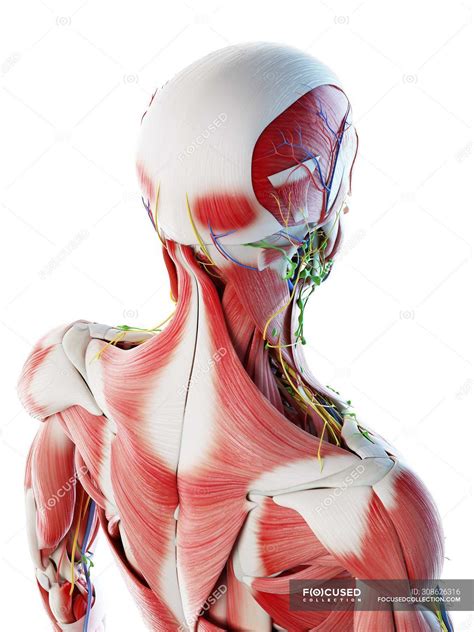 Posterior Neck Muscles