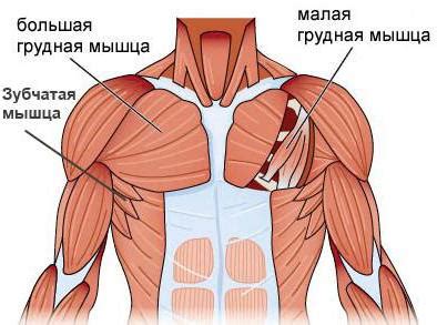 Гръдни мускули: местоположение и функция