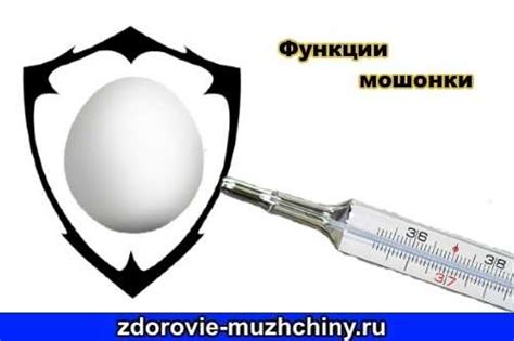 Где машонка находится – Что такое мошонка у мужчин - фото, строение и ...