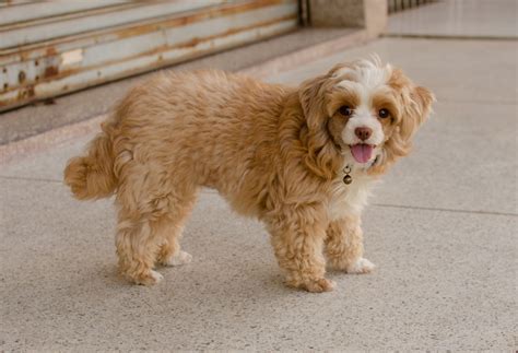 15 Cutest Shih-Poo Haircuts To Ask Your Groomer To Try