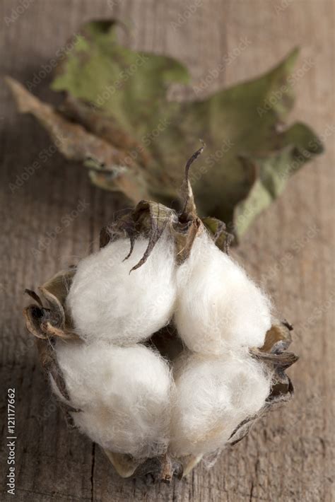 pamuk stock photo adobe stock