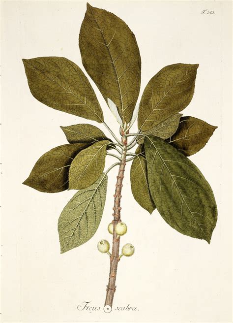 Hortus Camdenensis | Ficus sycomorus L.