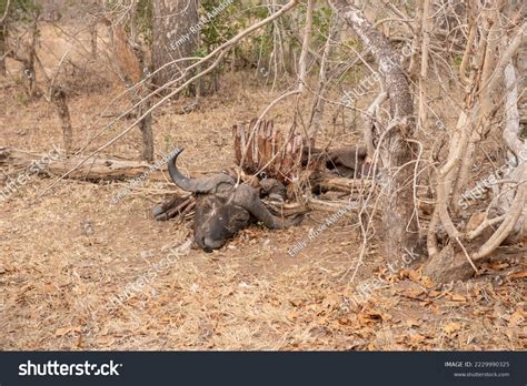 dead buffalo images stock  vectors shutterstock