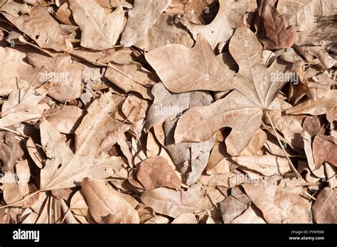 Dried leaves texture Stock Photo - Alamy