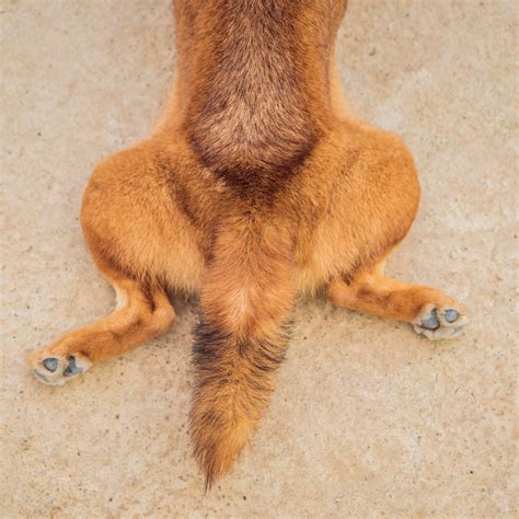 Hip Dysplasia in Dogs: Symptoms, Causes, and Treatment – Tails 'N' Tummies