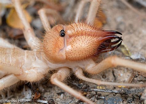 arachnid camel spider  camel spider  res stock photography