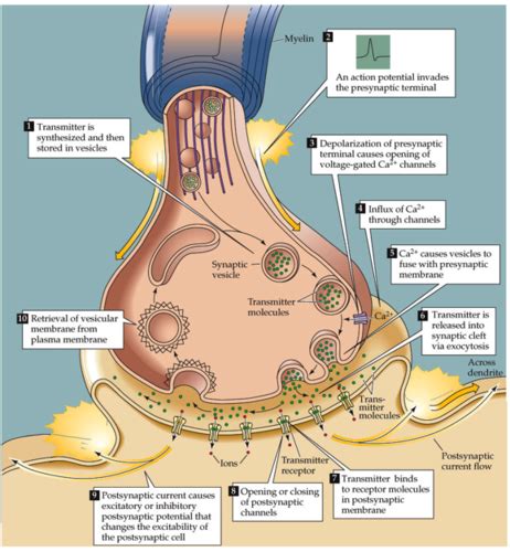 2 - Neurotransmitters and their receptors Flashcards | Quizlet