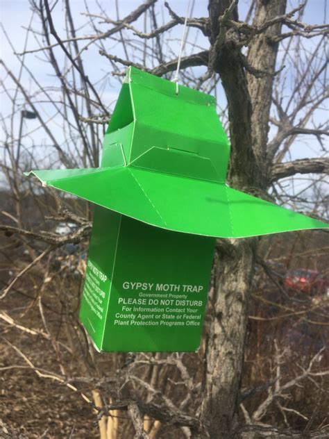 Gypsy Moth Traps Being Deployed - The Farm
