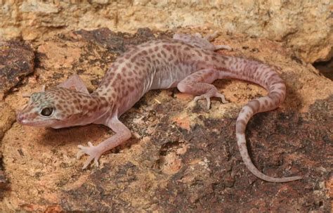 types  geckos pictures  identification