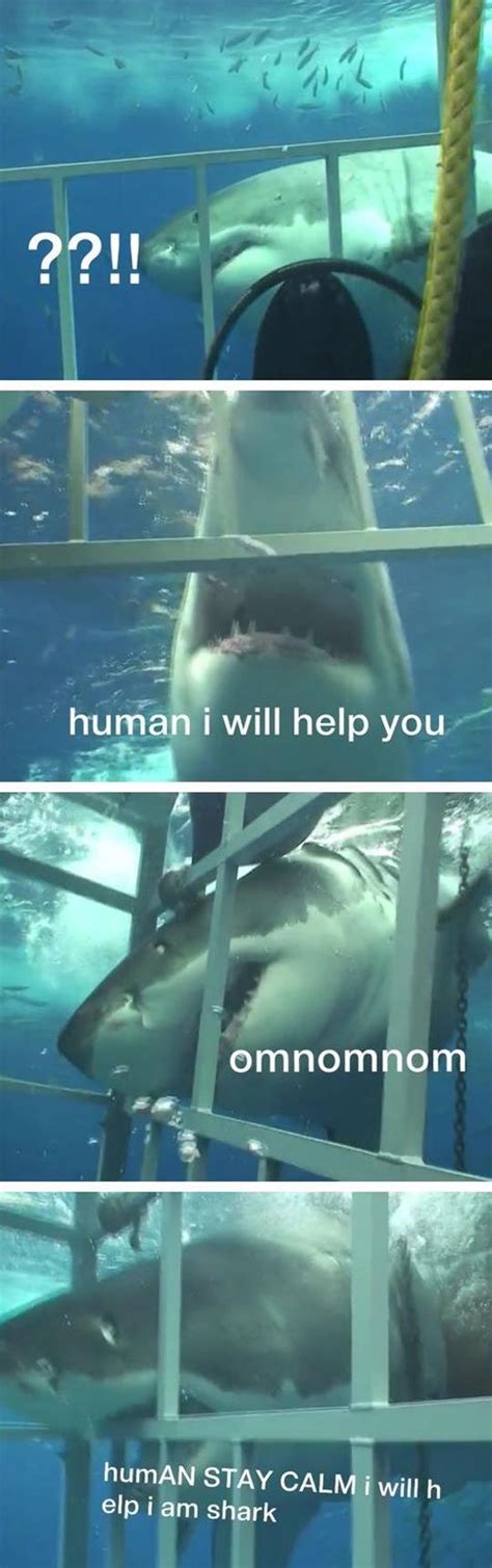 misunderstood helping shark funny animal jokes sharks funny