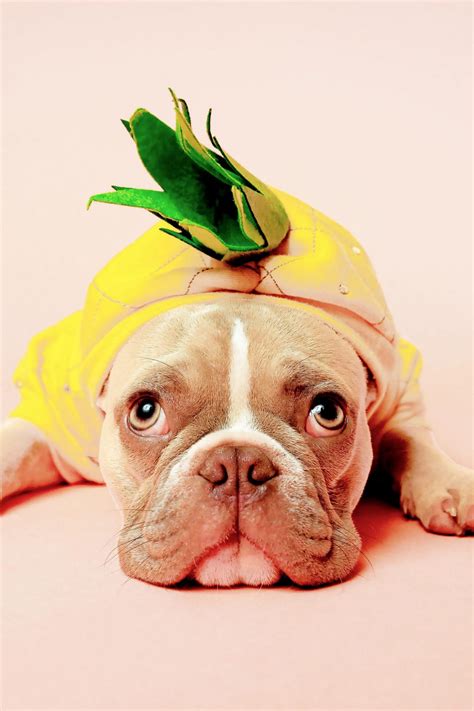 30 Super Cute Halloween Costumes for French Bulldogs - Hey, Djangles.