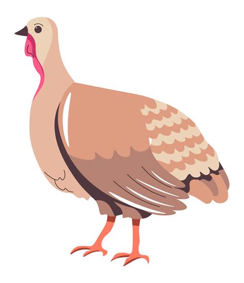 Turkey domestic or farm animal breeding growth 17740172 Vector Art at