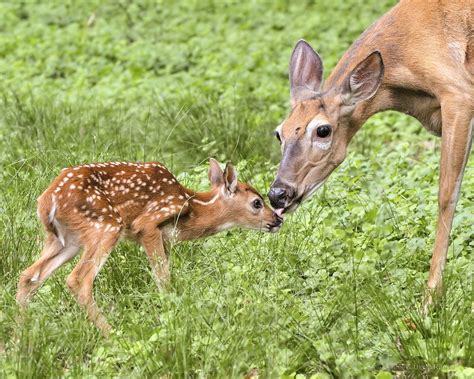 The Most Important Week of a Fawn’s Life | Virginia DWR