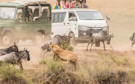 The Great Wildebeest Migration - Africa Geographic