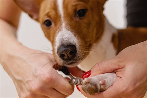 5 Nail-Saving Secrets: A Step-By-Step Guide To Clipping Your Furry Friend's Toes