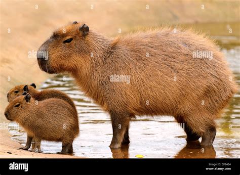 Capybara with baby fotografías e imágenes de alta resolución - Alamy