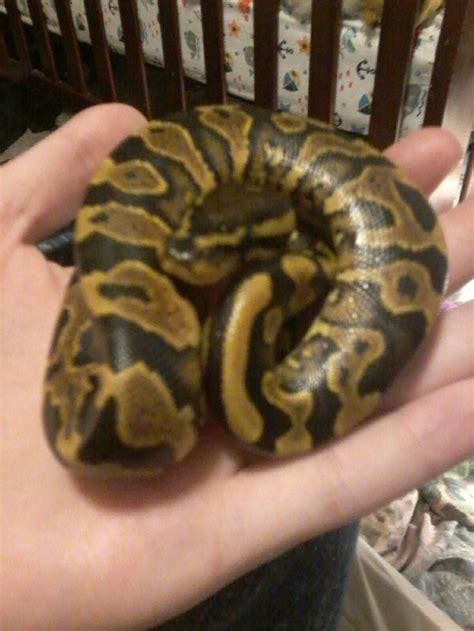yellow belly ball python ball python ball python