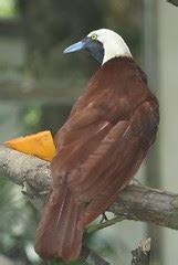 Birds of Paradise: Paradisaea apoda - Greater Bird-of-paradise