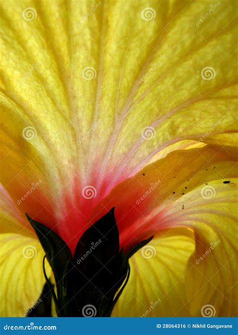 Estrutura Da Flor 7