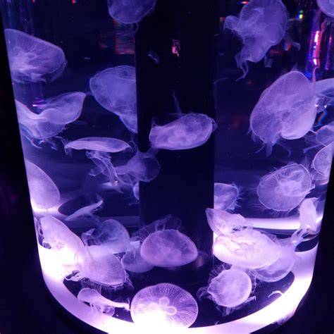 TW Pornstars - 2 pic. 折原ゆかり Yukari Orihara. Twitter. めちゃくちゃ癒されました～！とっても