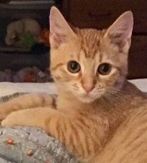 british short hair orange 5