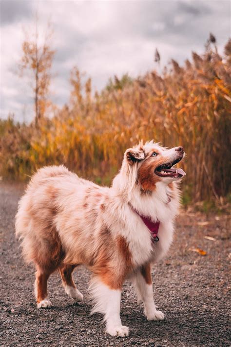 australische herder karakter verzorging meer happy animal