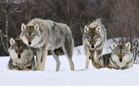 Pack of wolves - Wolves Photo (37003457) - Fanpop