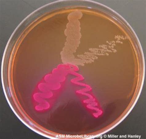 media   bacterial growth biology libretexts