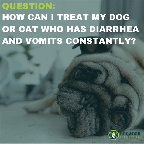 treat  dog  cat   diarrhea  vomits constantly