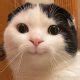 cat memes  images  funny captions page