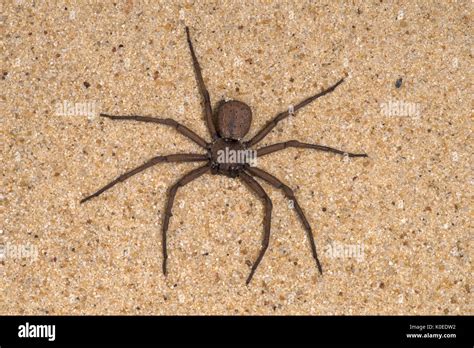 Six eyed sand spider hi-res stock photography and images - Alamy