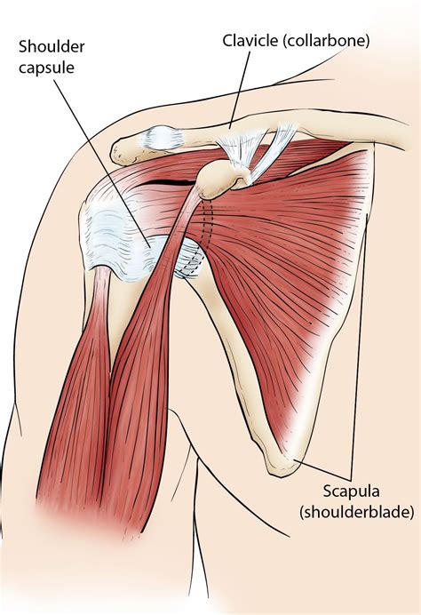 Shoulder Joint Anatomy Diagram
