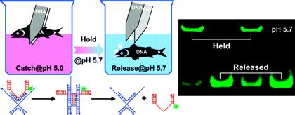 bioengineering  dna tweezers science