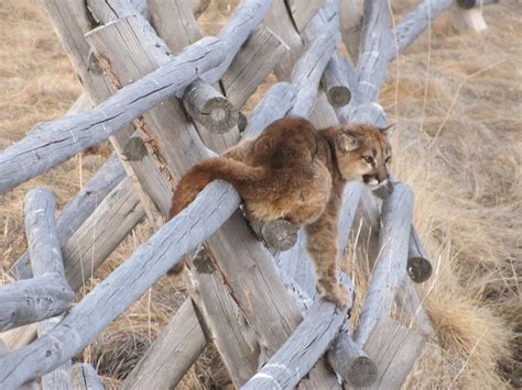 Photos: Coyote Pack Stares Down Young Mountain Lions | OutdoorHub