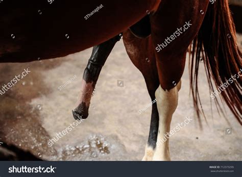 Male Stallion Shire Horse Close Penis Stock Photo 712373299 | Shutterstock