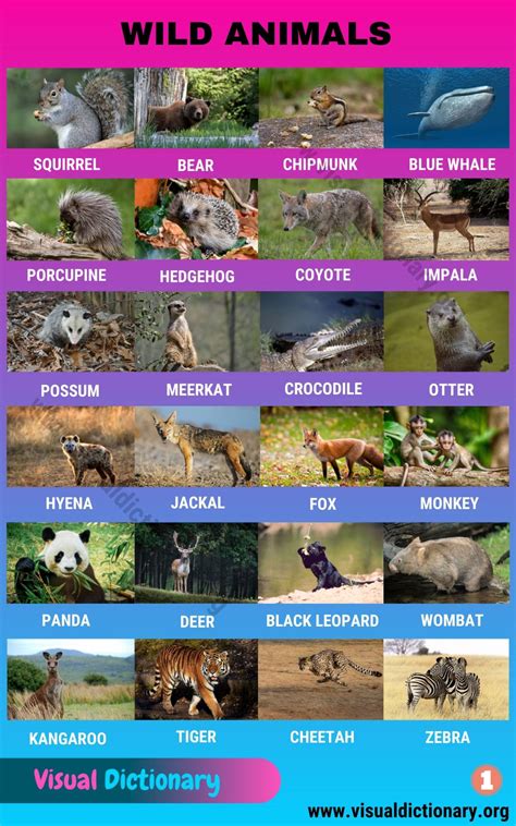 Animals: 1000+ Animal Names | Great List of All Animals ...