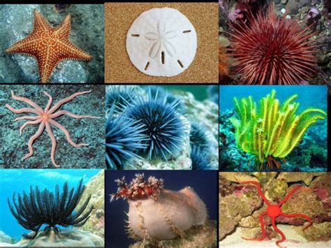 Equinodermos Exemplo - Qual a Importância dos Equinodermos Para o Ser Humano? | Mundo Ecologia