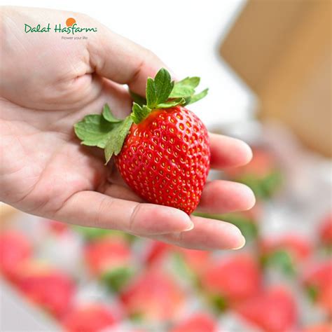 dalat hasfarm  shop facebook