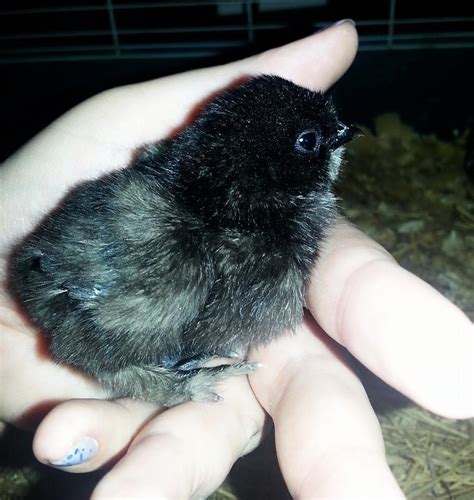 Bantam chicks breed identification :P | BackYard Chickens - Learn How ...