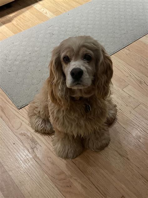 Abandoned Angels Cocker Spaniel Rescue, Inc. - PLEASE HELP! These two precious girls have been