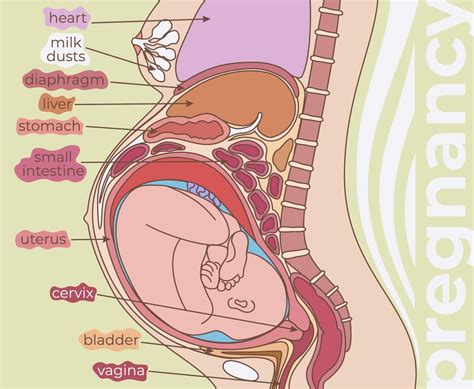 Onde Fica O Utero Na Barriga - 8