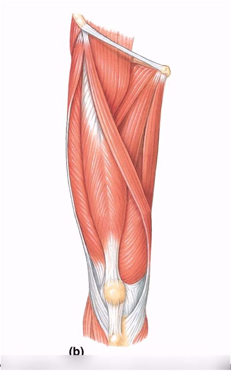 Upper Thigh & Hip Muscles Diagram | Quizlet