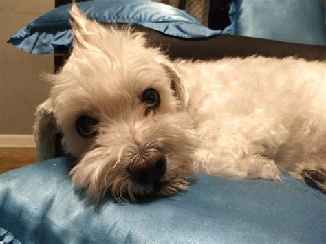 Maltipoo Haircuts Mohawk