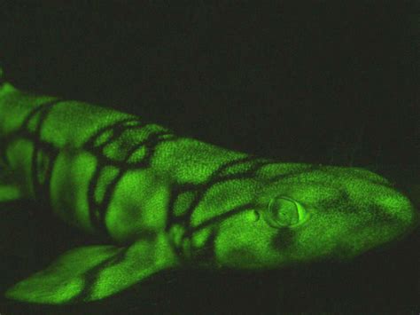 Scientists Discover Why Two Shark Species Glow Green - Business Insider