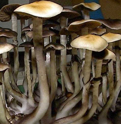 Ban Hua Thai - FSE - UNREGISTERED VERSION