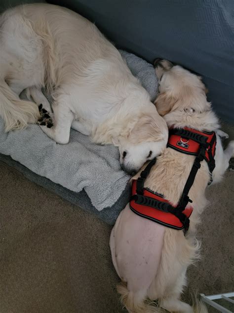 Donate — Golden Retriever Rescue of Michigan
